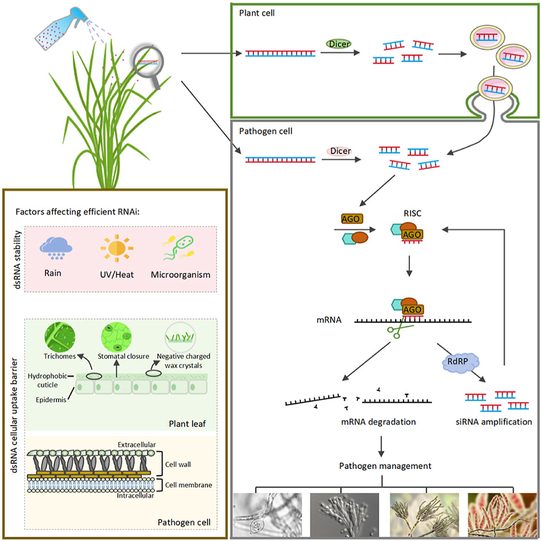 1 s2.0 S2773237124000509 ga1 lrg