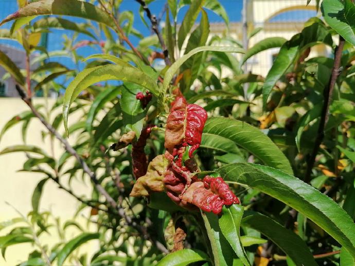 Εξώασκος ή καρούλιασμα των φύλλων