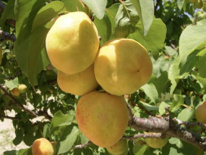 Ευλογιά ή Σάρκα στα πυρηνόκαρπα