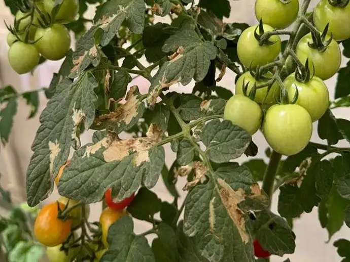 Tuta absoluta: εκτός από την άμεση ζημιά, υπευθυνη και για τον ιο ToBRFV;