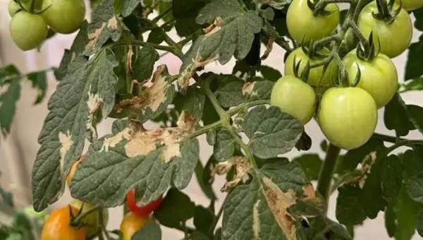 Tuta absoluta: εκτός από την άμεση ζημιά, υπευθυνη και για τον ιο ToBRFV;