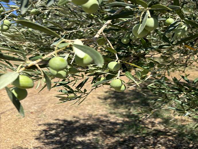 Κλάδεμα ελιάς: πότε να το κάνετε