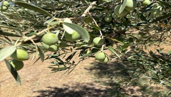 Κλάδεμα ελιάς: πότε να το κάνετε