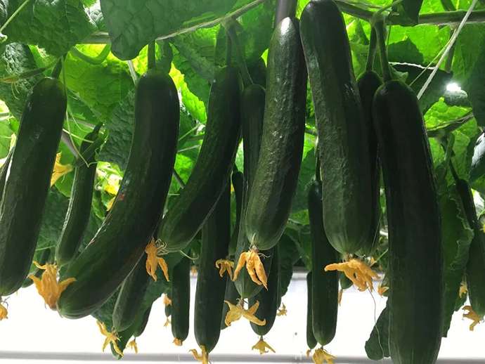 Νέες δυνατότητες για κάθετη γεωργία με καλλιέργειες high-wire