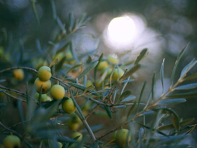 Ποικιλίες ελιάς: εντοπίστηκαν νέοι γονότυποι