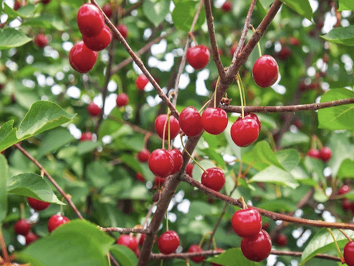 Θρέψη καλλιέργειας κερασιάς 