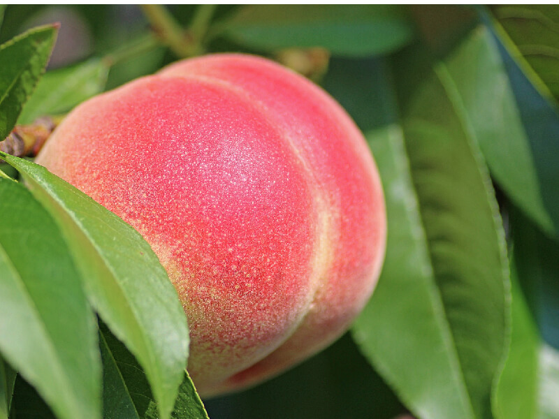 Άρδευση καλλιέργειας ροδακινιάς