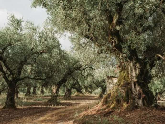 Ο χαλκός στην ελαιοκαλλιέργεια, μία ολοκληρωμένη προσέγγιση