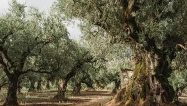 Ο χαλκός στην ελαιοκαλλιέργεια, μία ολοκληρωμένη προσέγγιση