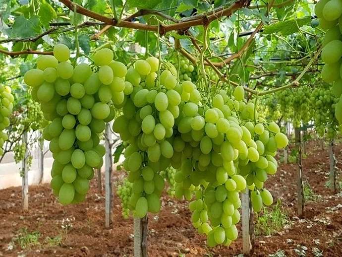 Ρυθμιστές ανάπτυξης φυτών στην αμπελουργία: βελτιστοποίηση απόδοσης και ποιότητας