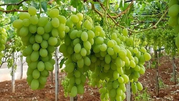 Ρυθμιστές ανάπτυξης φυτών στην αμπελουργία: βελτιστοποίηση απόδοσης και ποιότητας