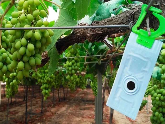 Σεξουαλική σύγχυση στον αμπελώνα: Πότε και πώς να την εφαρμόσετε