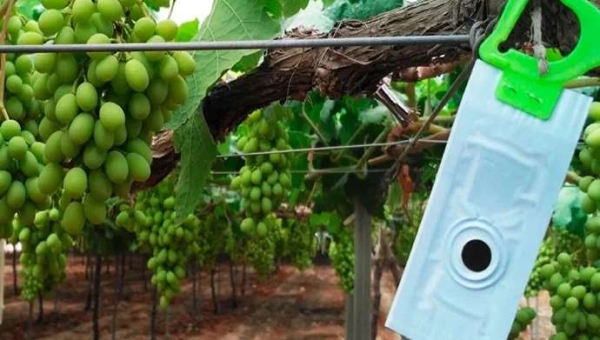 Σεξουαλική σύγχυση στον αμπελώνα: Πότε και πώς να την εφαρμόσετε