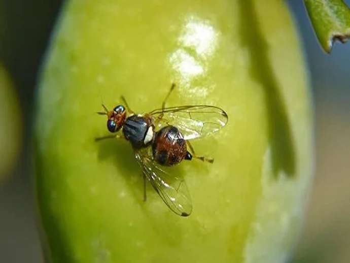 Παγίδες για μύγες στην ελιά: τύποι και εφαρμογές