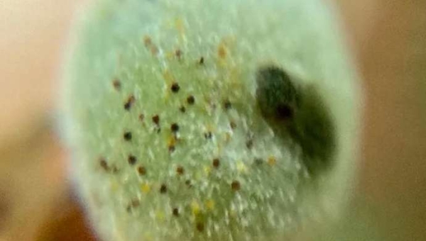 Ωίδιο της αμπέλου: το γάλα ως φυσικό μυκητοκτόνο