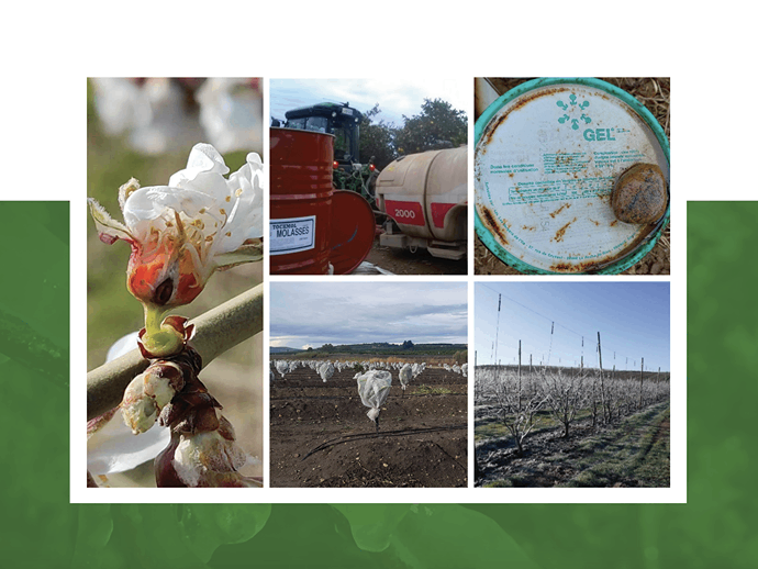 Τύποι παγετού και παθητικά μέτρα προστασίας