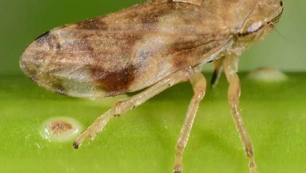 Xylella fastidiosa: Μια αυξανόμενη απειλή