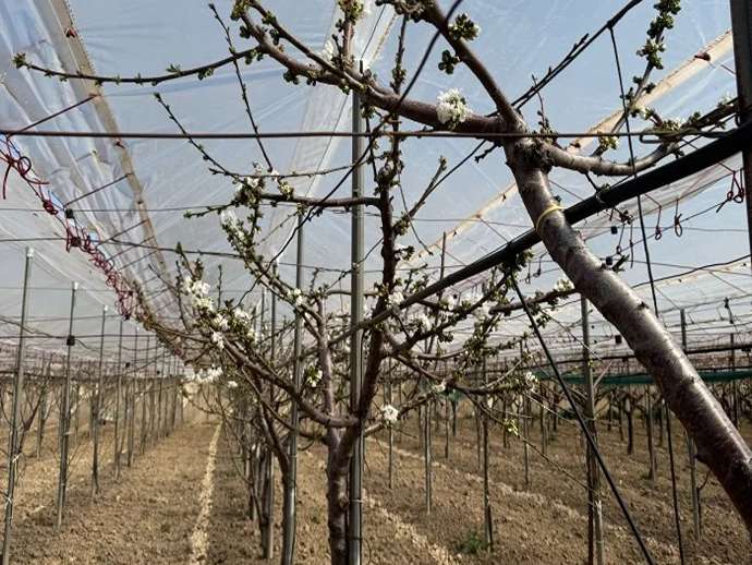 Retilplast και πλαστικές μεμβράνες CREA: καινοτομία για οπωρώνες