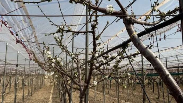 Retilplast και πλαστικές μεμβράνες CREA: καινοτομία για οπωρώνες
