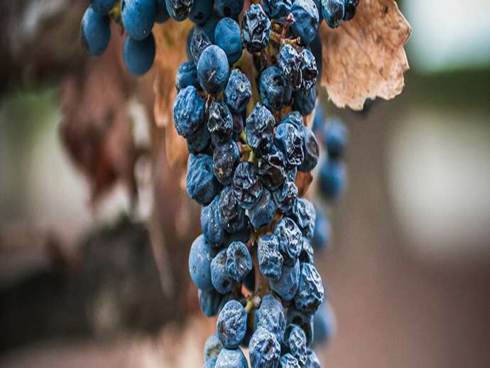 Η αιθανόλη, το προειδοποιητικό σήμα για το Berry Shrivel
