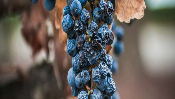 Η αιθανόλη, το προειδοποιητικό σήμα για το Berry Shrivel