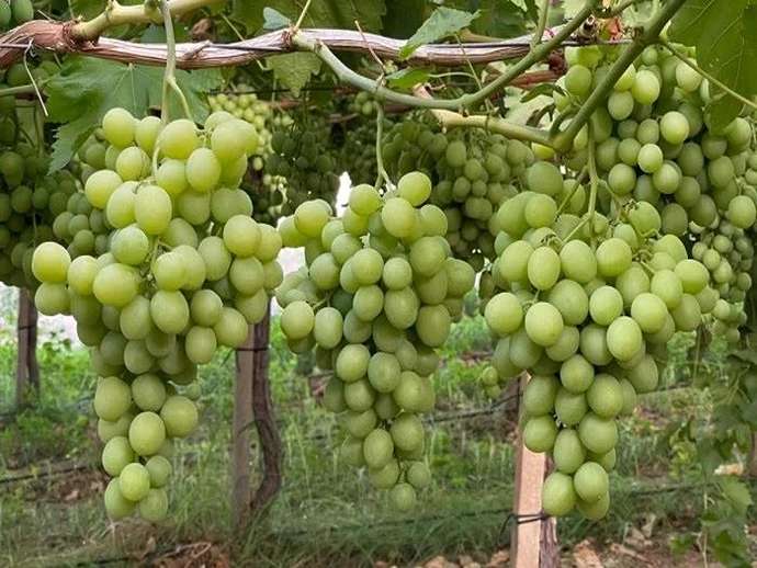 Συγκομιδή σταφυλιών: ρομπότ με ολοένα και μεγαλύτερη ακρίβεια