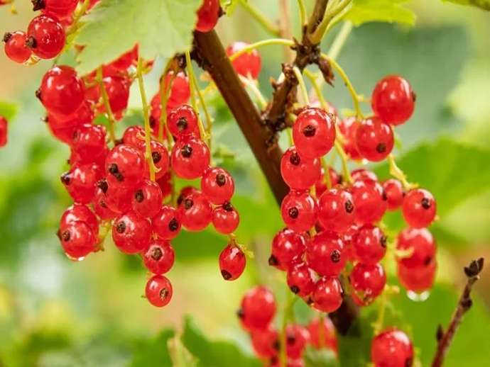 Ribes Rolan: ποιότητα, ευελιξία και παραγωγικότητα