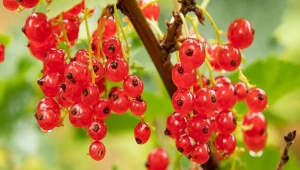 Ribes Rolan: ποιότητα, ευελιξία και παραγωγικότητα