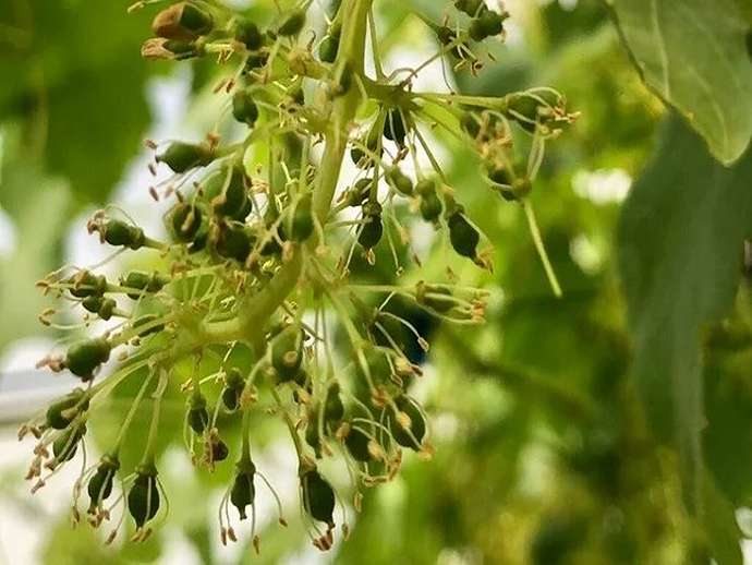 Θρέψη αμπελιού: εστιάζοντας μετά την καρπόδεση