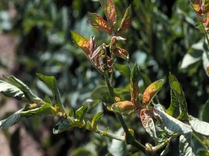 Τσιπ Ζέβρας: μια ασθένεια των φυτών που δεν πρέπει να υποτιμάται