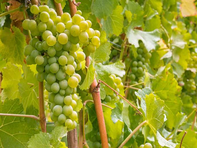 Βολταμμετρία γραμμικής σάρωσης σε Sauvignon Blanc