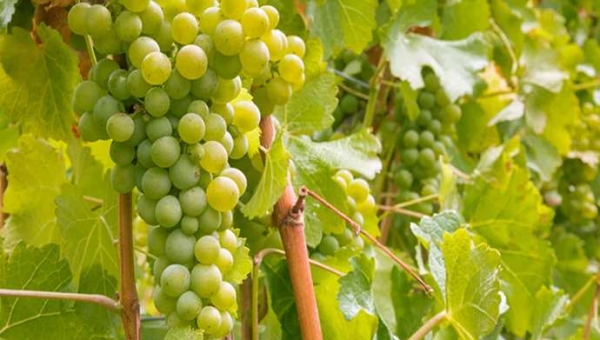 Βολταμμετρία γραμμικής σάρωσης σε Sauvignon Blanc