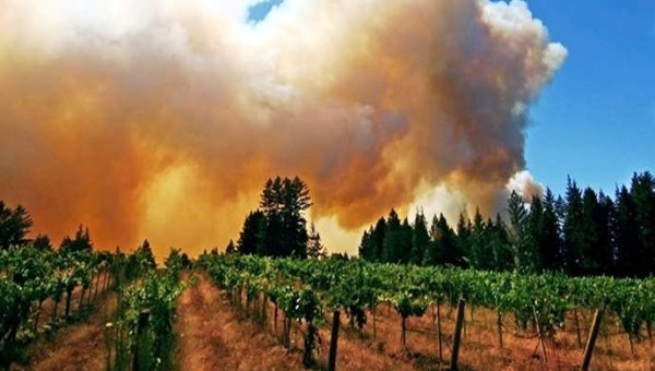 Αφαίρεση της μυρωδιάς από το μολυσμένο με καπνό κρασί