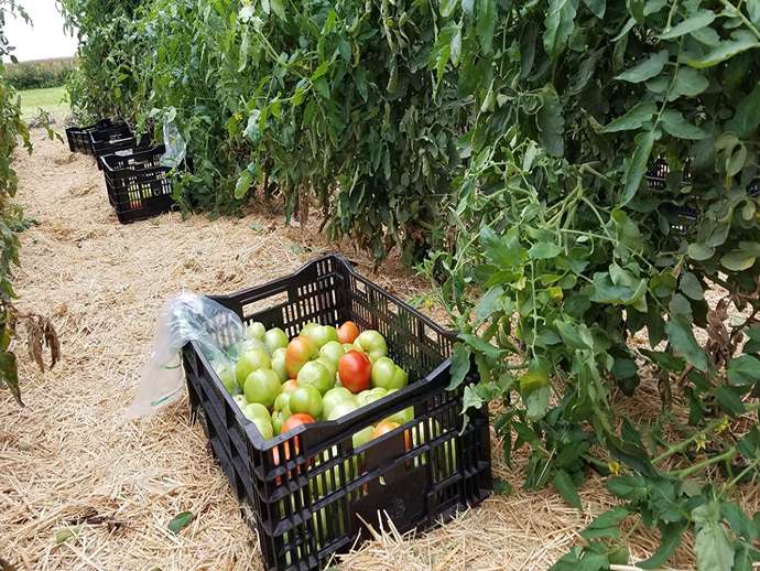 Πώς να χειριστείτε αυτές τις πράσινες ντομάτες;