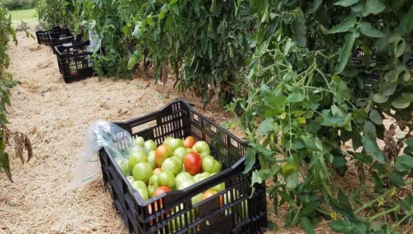 Πώς να χειριστείτε αυτές τις πράσινες ντομάτες;