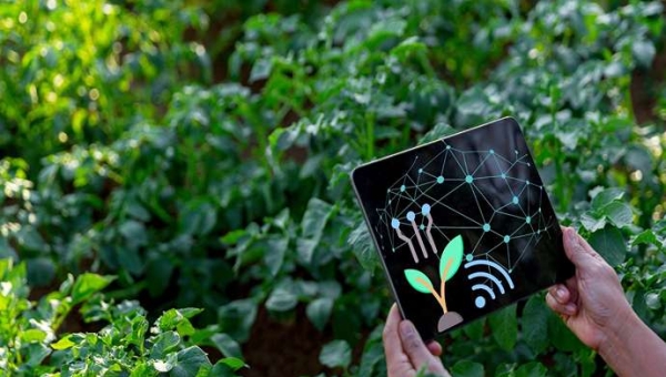 Ο αντίκτυπος της τεχνητής νοημοσύνης στη βιομηχανία πατάτας