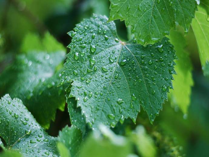 Τεχνολογίες Υποβοηθούμενης Εξέλιξης (TΥΕ) στο αμπέλι: πού βρίσκεται η έρευνα;