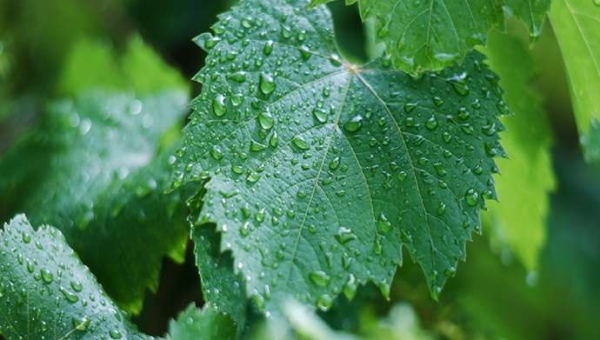 Τεχνολογίες Υποβοηθούμενης Εξέλιξης (TΥΕ) στο αμπέλι: πού βρίσκεται η έρευνα;