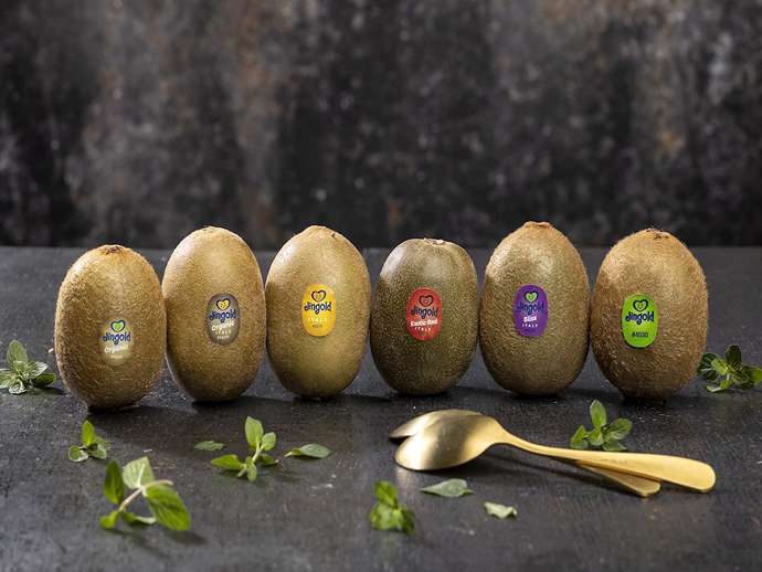 Ακτινίδιο Jingold, Βόρειο Ημισφαίριο: η σεζόν έκλεισε με πολύ καλά αποτελέσματα!