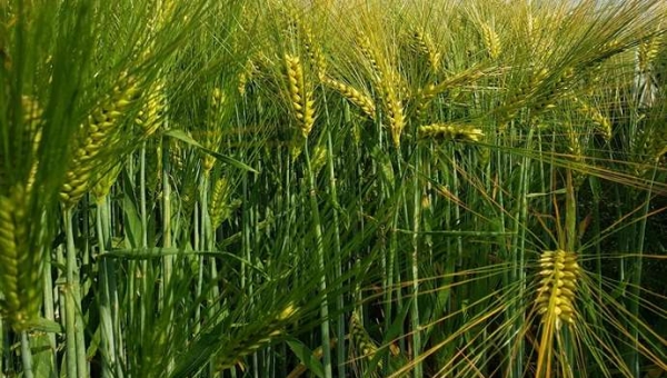 Κριθάρι, ένα νέο γονίδιο που ρυθμίζει την ανάπτυξη