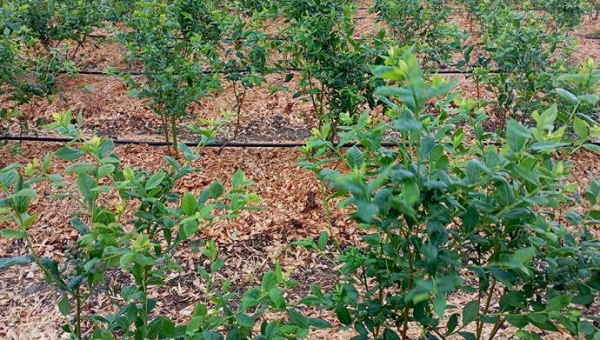 Ανάγκες σε νερό για μύρτιλλα και μέθοδοι άρδευσης