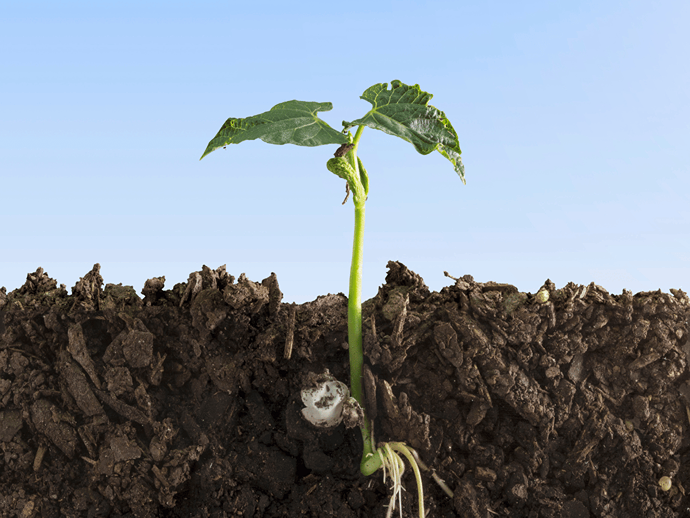 Έντομο Frass: Μια πολλά υποσχόμενη, οικολογική επιλογή για τη βελτίωση της υγείας του εδάφους, της παραγωγής καλλιεργειών και των γεωργικών συστημάτων