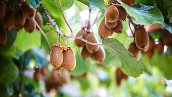 Βοτρύτης ακτινιδιάς: ο ρόλος του όζοντος