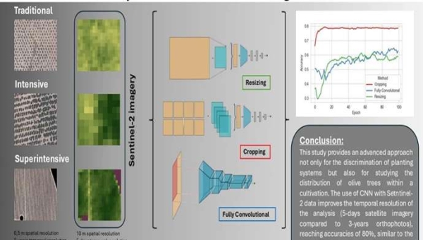 Τα πανεπιστήμια της Ανδαλουσίας αναπτύσσουν ένα αυτόματο σύστημα για την ταξινόμηση των ελαιώνων χρησιμοποιώντας τη βαθιά μάθηση