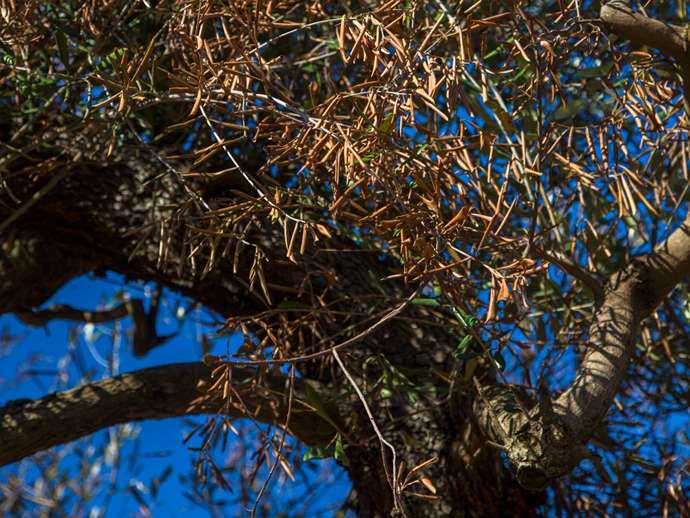 Νέα γονιδιωματικά και μοριακά εργαλεία για την παρακολούθηση και τη διάγνωση του Xylella fastidiosa στην Ισπανία
