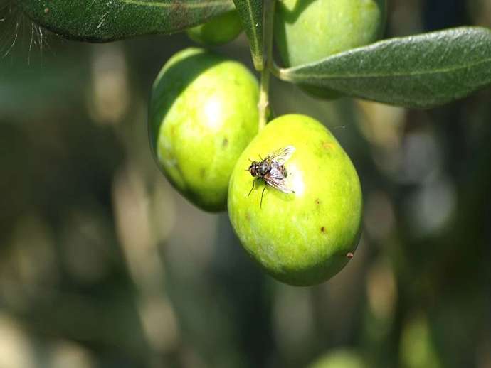 Βιολογική καταπολέμηση του δάκου