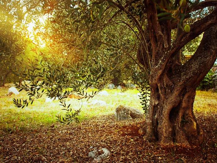 Ένας μύκητας θα μπορούσε να είναι το κλειδί για την καταπολέμηση της Xylella fastidiosa στους ελαιώνες