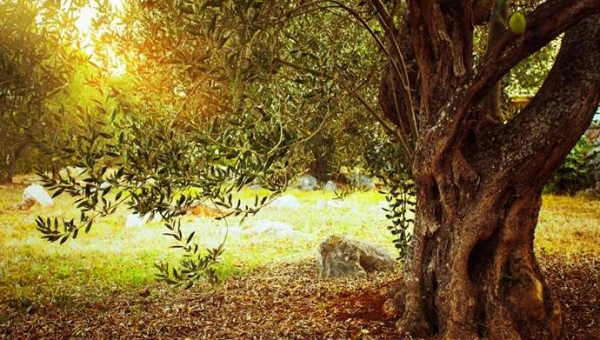 Ένας μύκητας θα μπορούσε να είναι το κλειδί για την καταπολέμηση της Xylella fastidiosa στους ελαιώνες