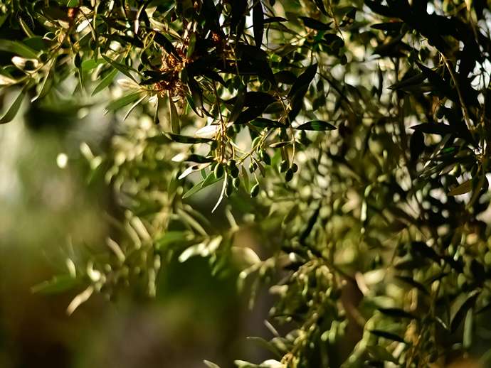Μελέτη από Έλληνες δείχνει ότι οι εφαρμογές ορυκτού αργίλου ενισχύουν την παραγωγή ελαιολάδου