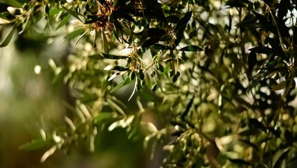 Μελέτη από Έλληνες δείχνει ότι οι εφαρμογές ορυκτού αργίλου ενισχύουν την παραγωγή ελαιολάδου